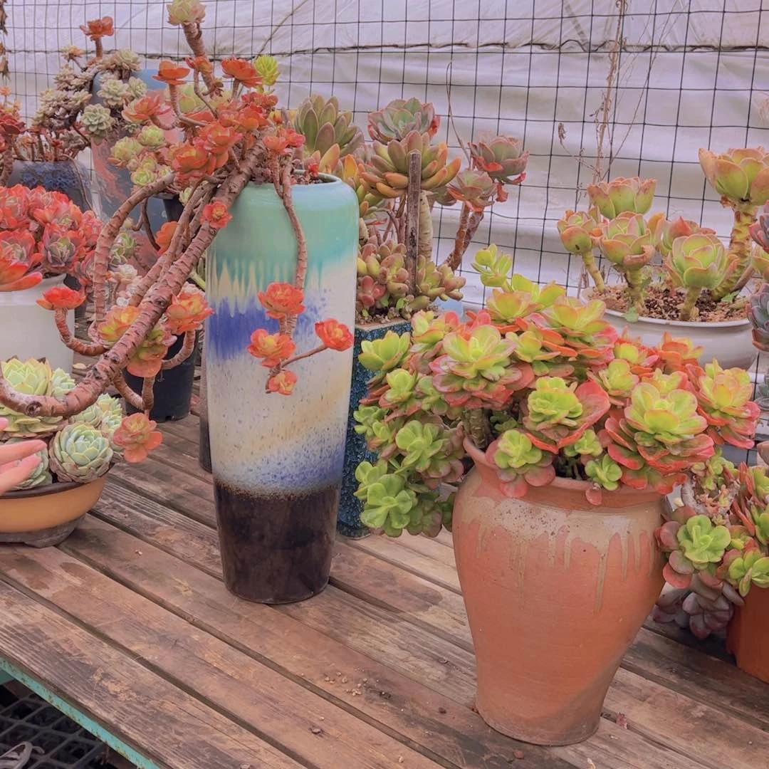 巧***森多肉植物组合