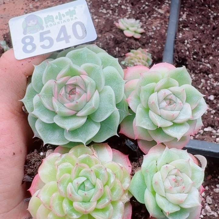 多肉植物多肉植物