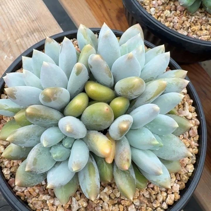 多肉植物哥特萝莉