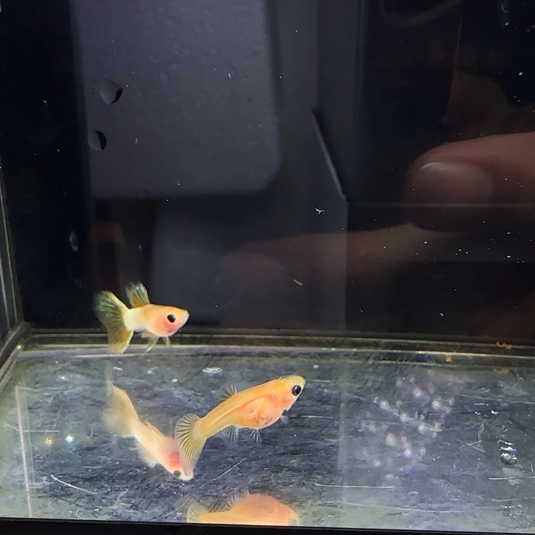 孔雀鱼粉猫幻彩一对