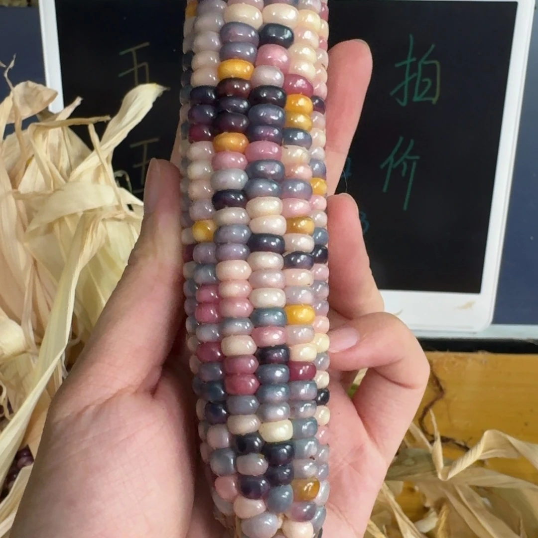 ****我柏香籽/百香籽吊坠