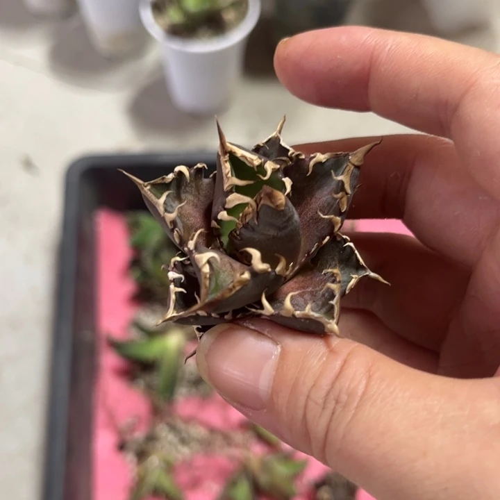 黑**，超级猫龙舌兰仁王冠