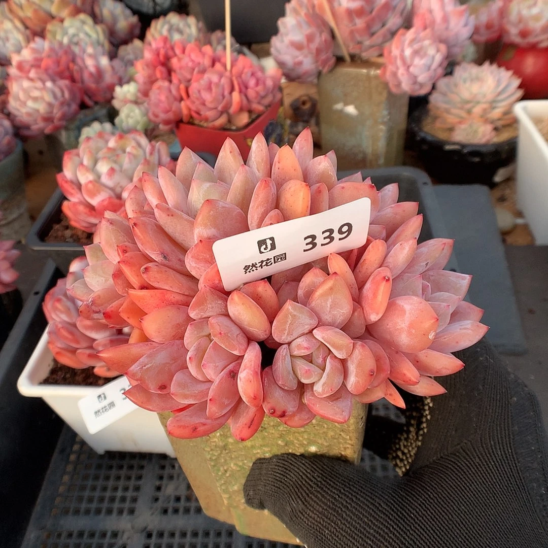 339雪天使多肉植物66666