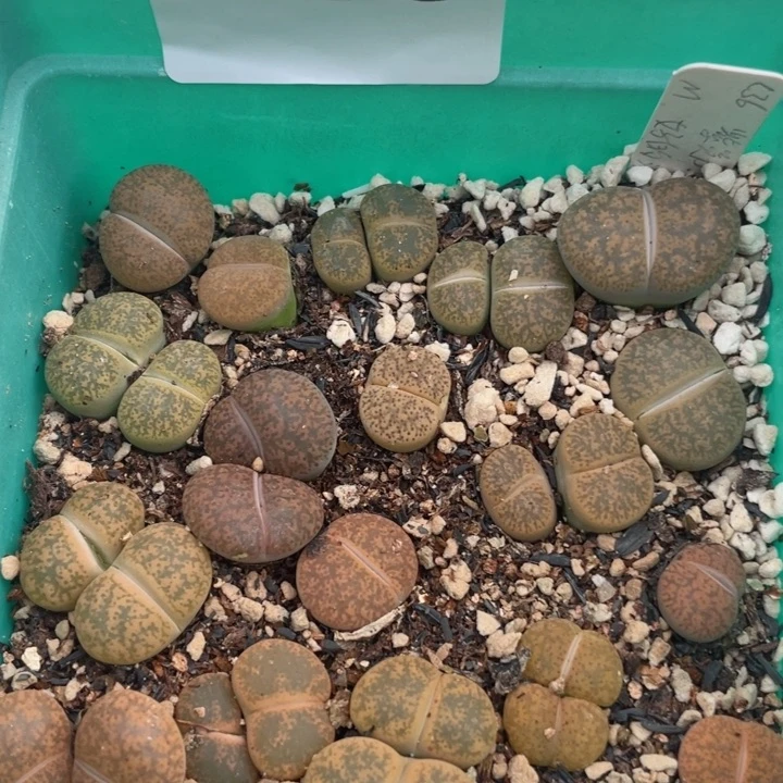 718红紫勋带盆l l