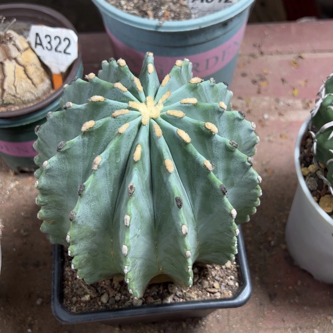 打***狗33333333333333333