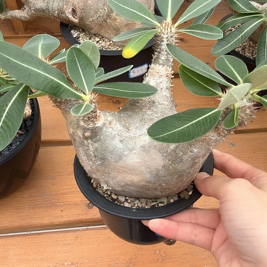 产地黑皮象牙玉，养定