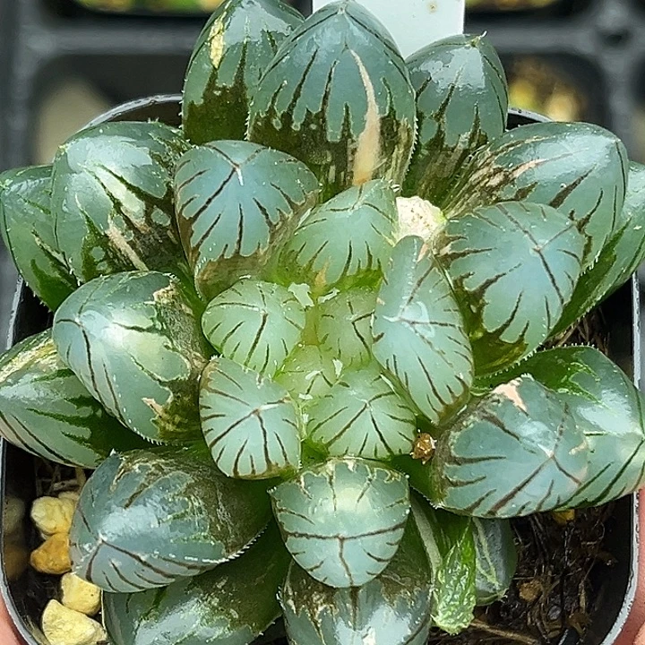171灯芯龙爪玉露锦