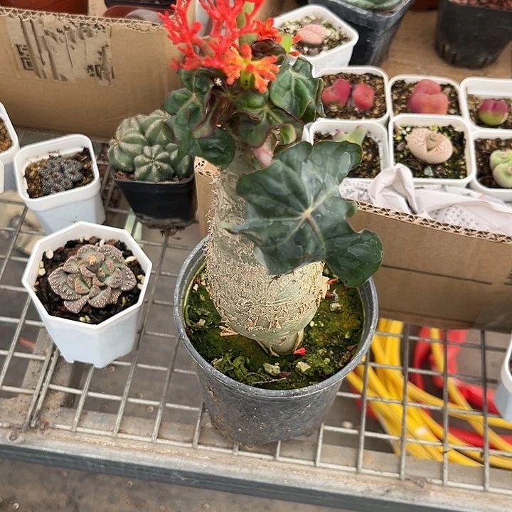 我也不知道我为什么要这样