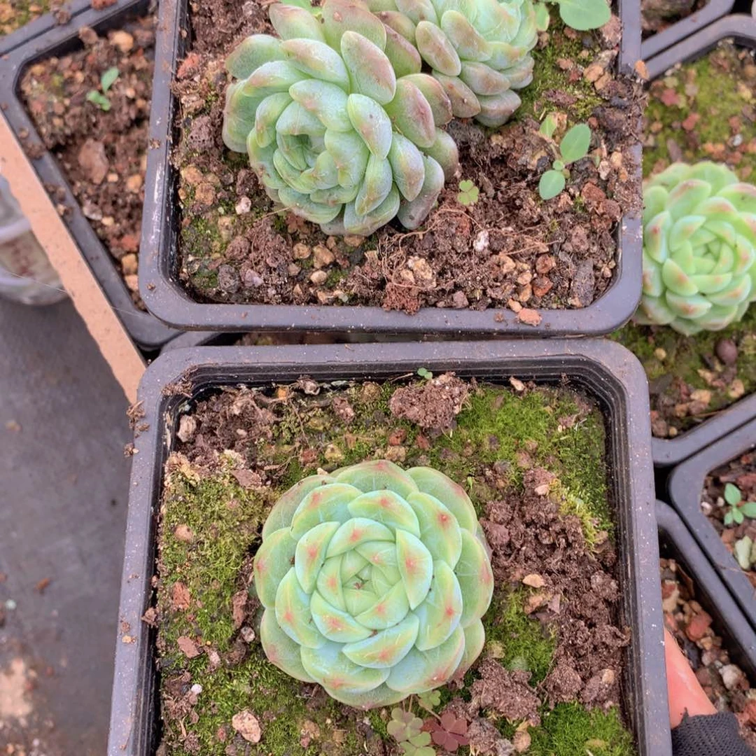 氢****发珍妮两个一物一拍