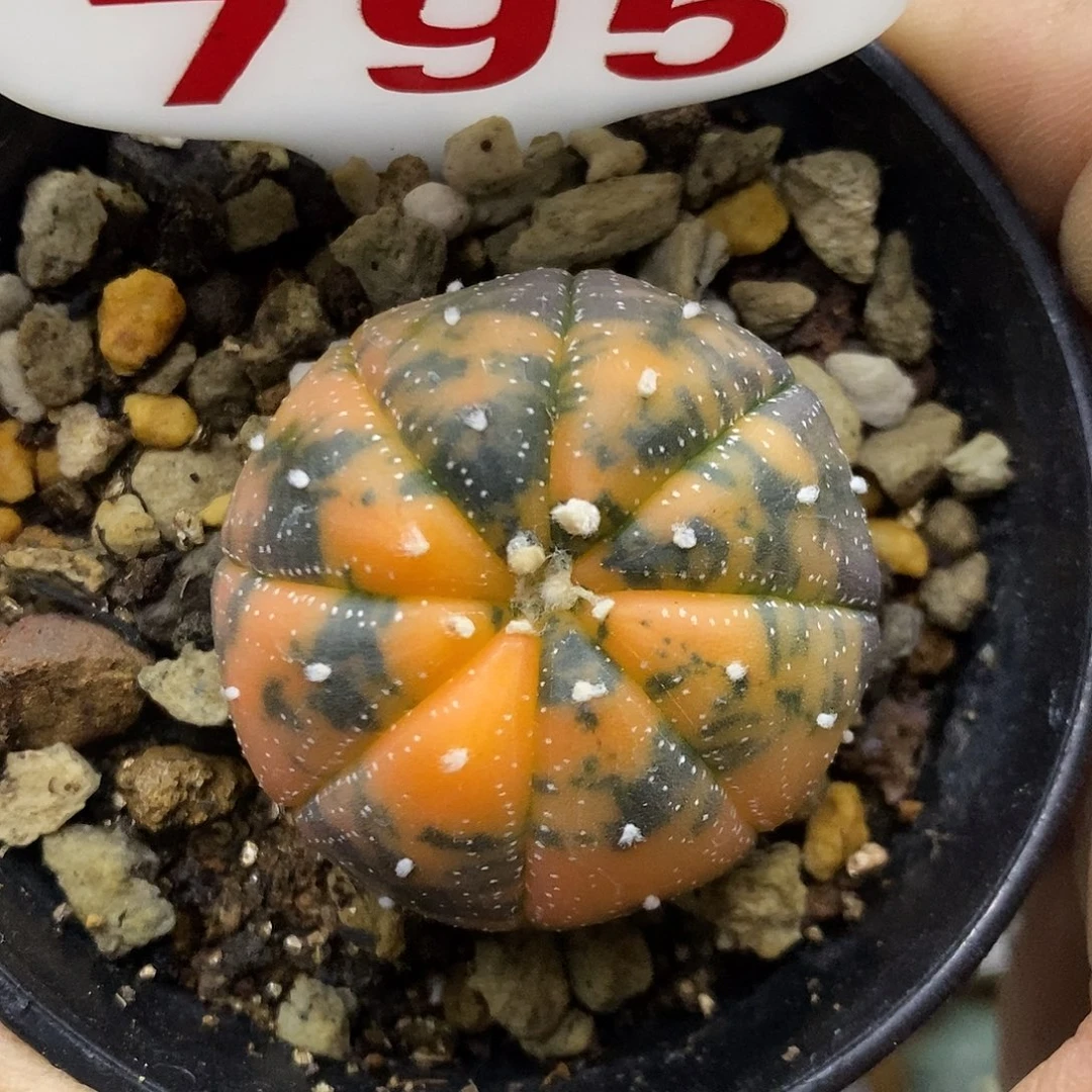 795兜锦特价咯啦特价