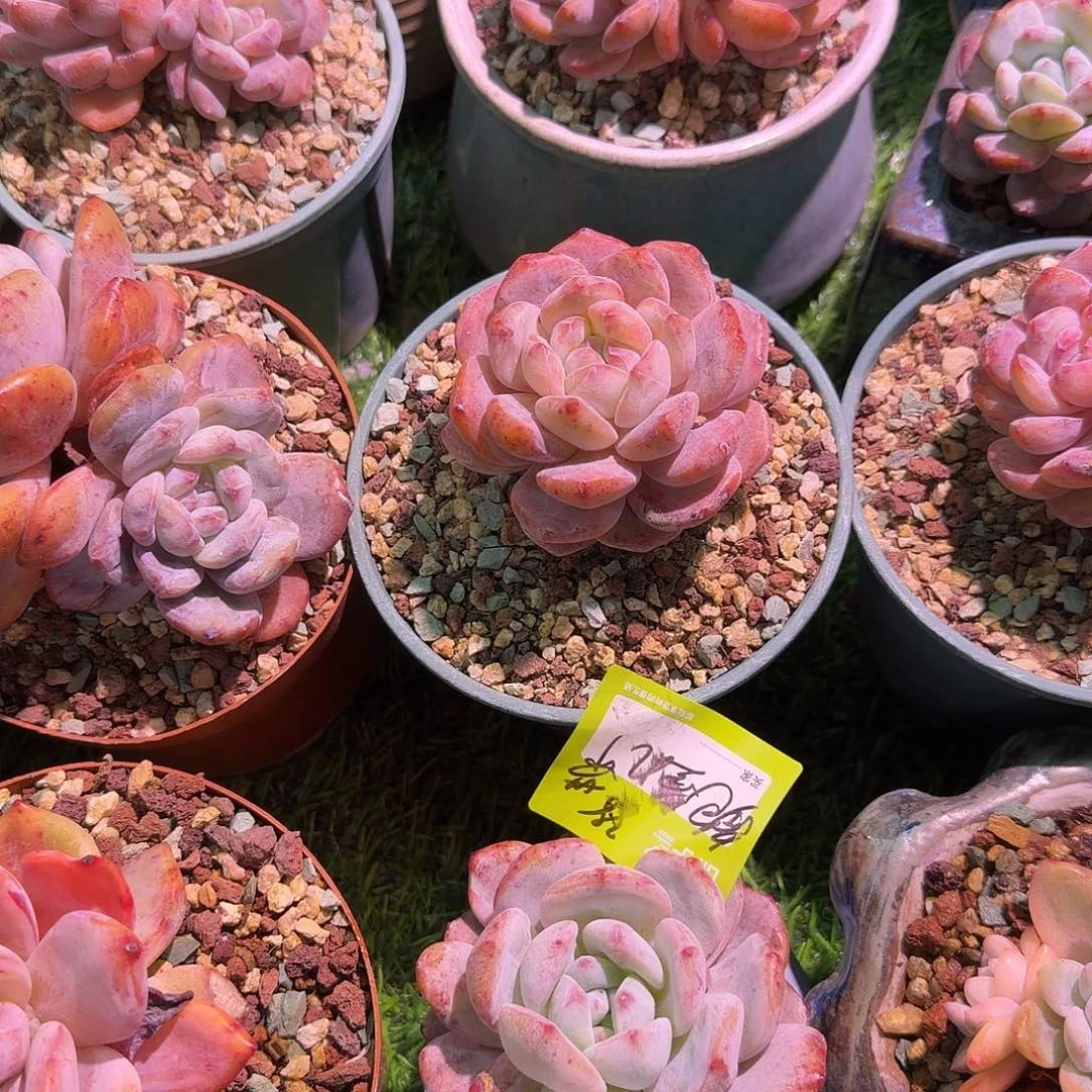 鲍***儿橙梦露石化两颗带盆