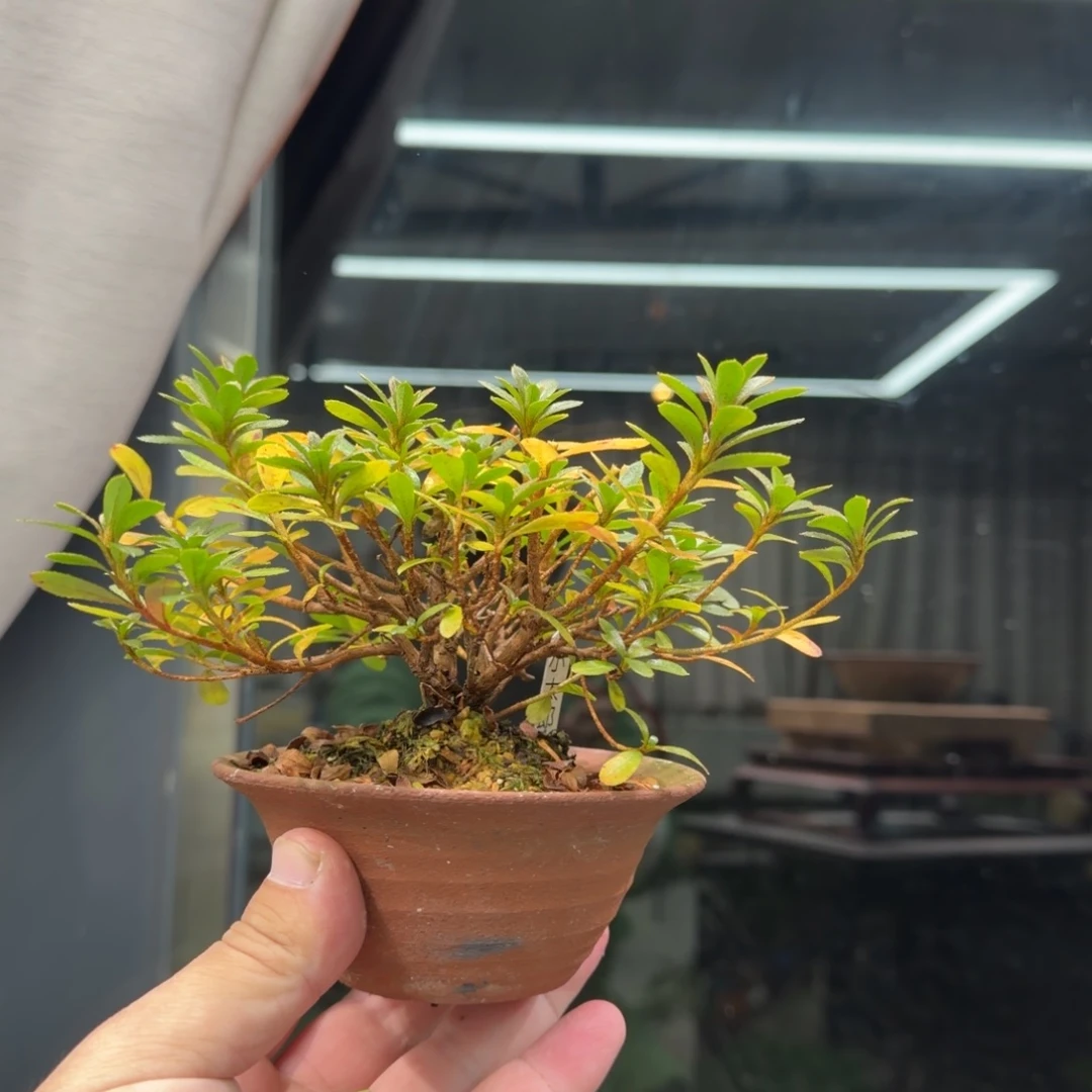 c***e无花朵花卉苗木花卉苗木