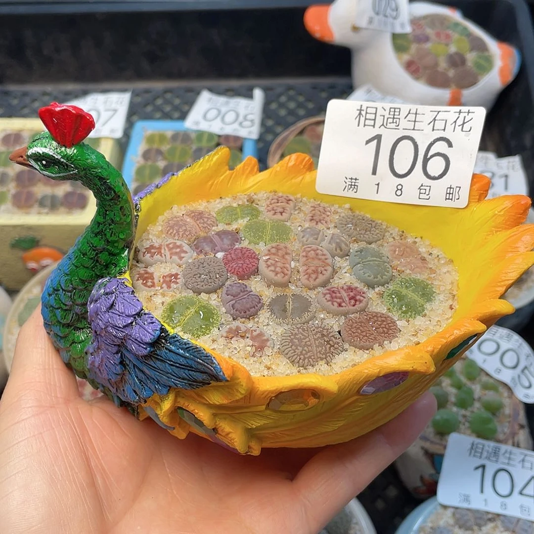 相遇开播福利106