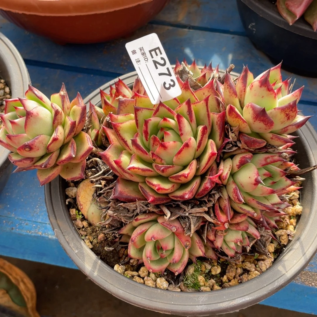 无花朵若如东云单拍E273