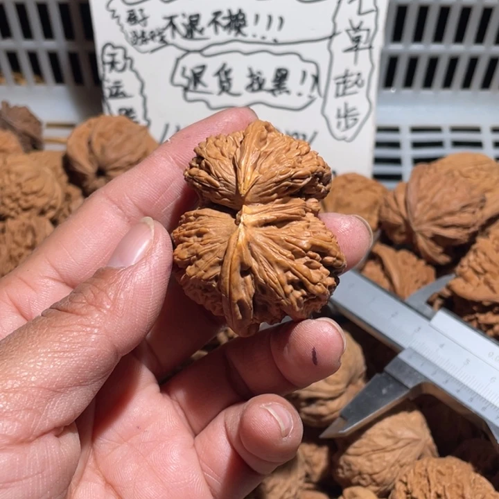 为***飞核桃白狮子尺寸50有黄