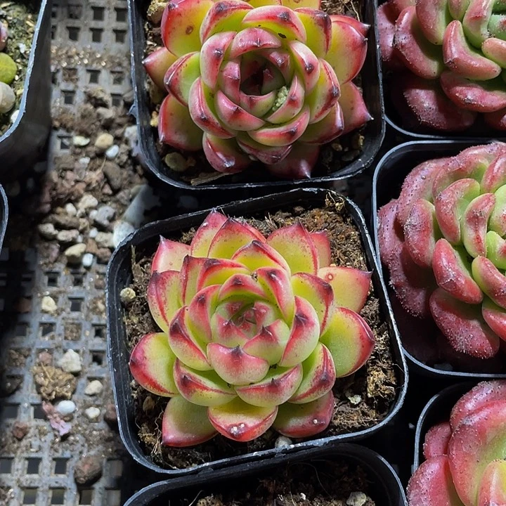 红太狼2.8带盆土发