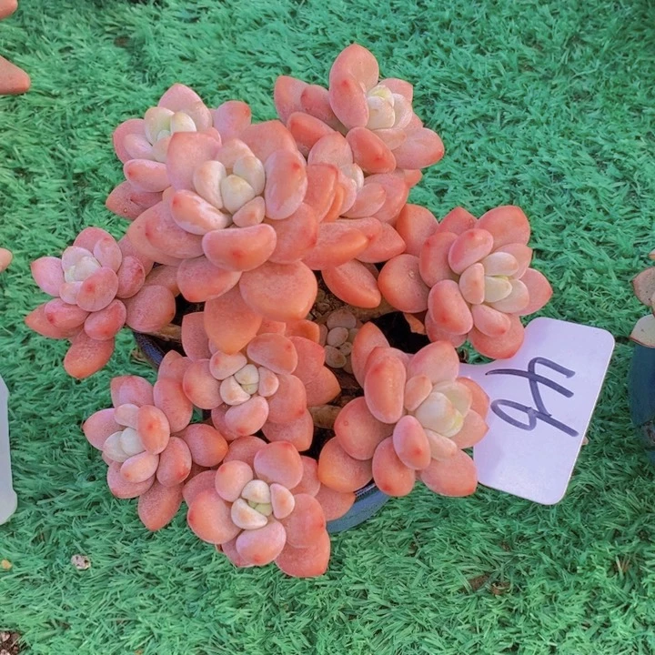 你说什么时候才到