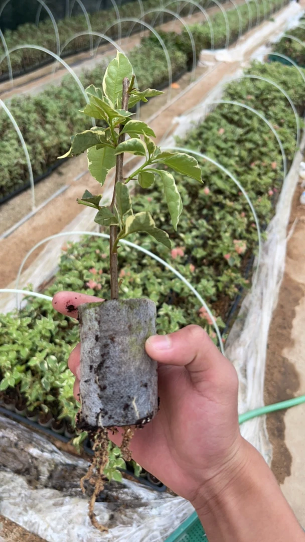 三角梅多品种牙签苗袋苗包对版不售后