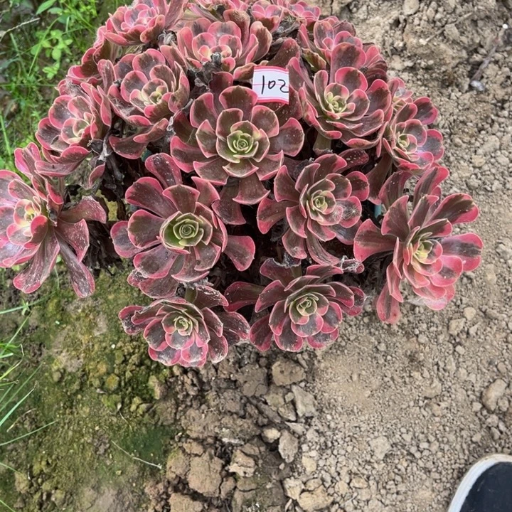 l***”102爱神多肉植物法师