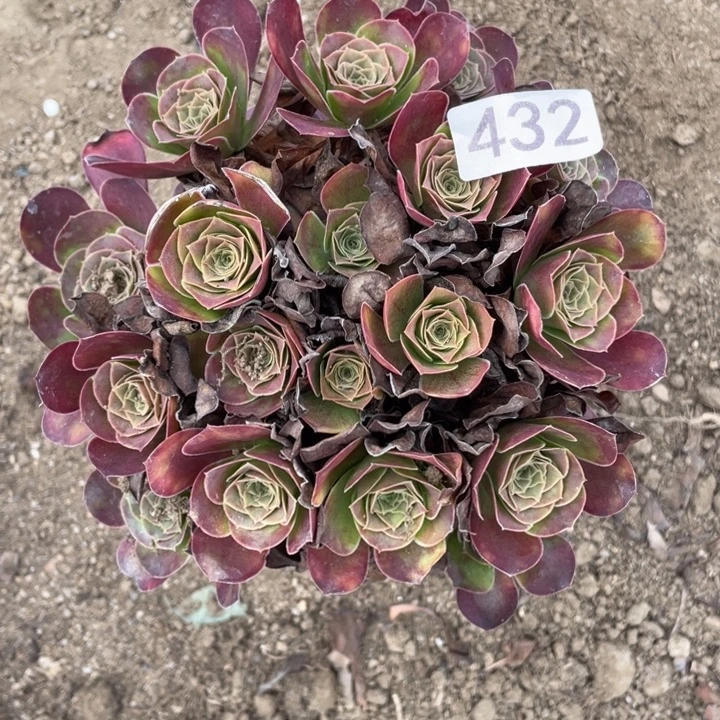 无花朵432对肉植物魅金玫瑰