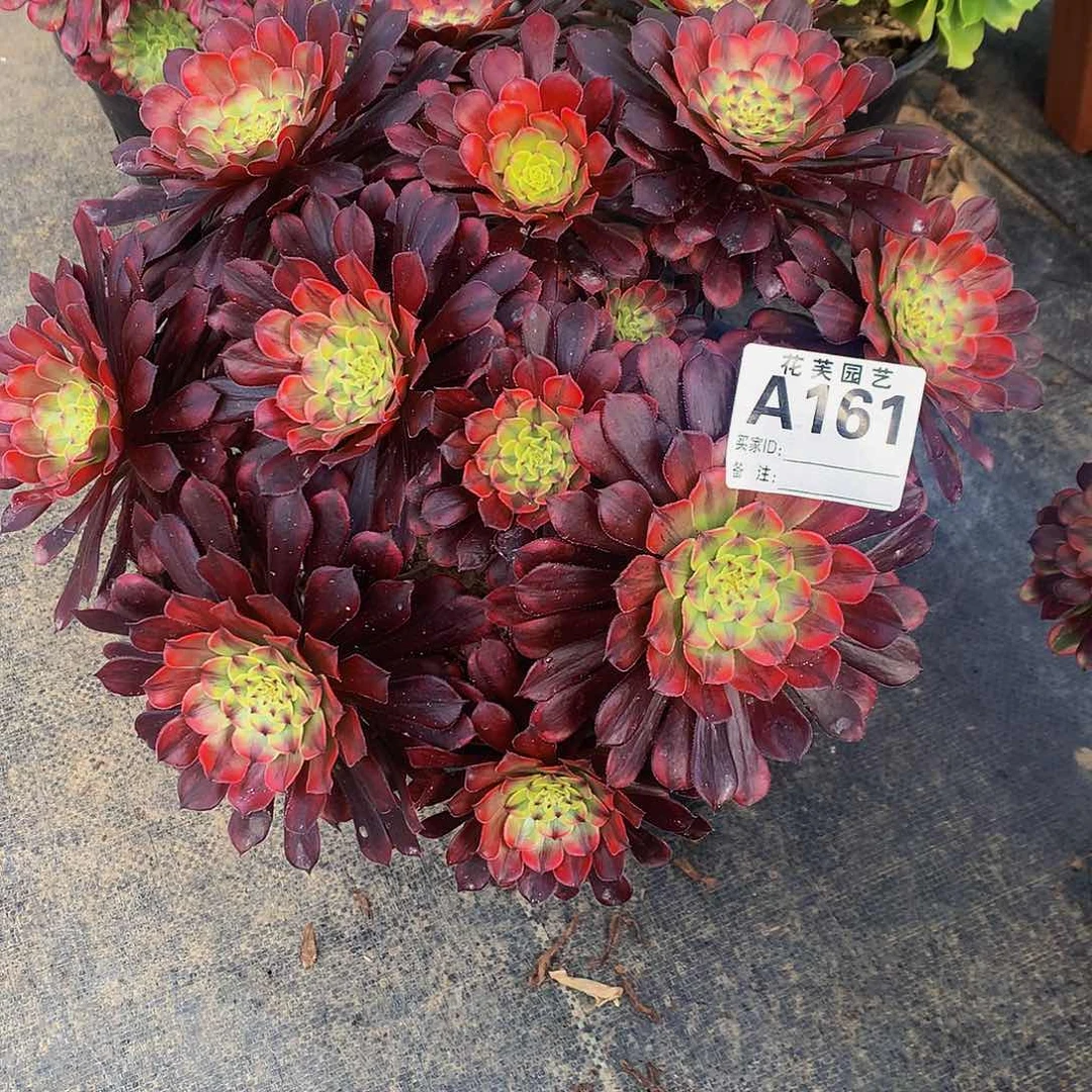 161多肉法师铜壶