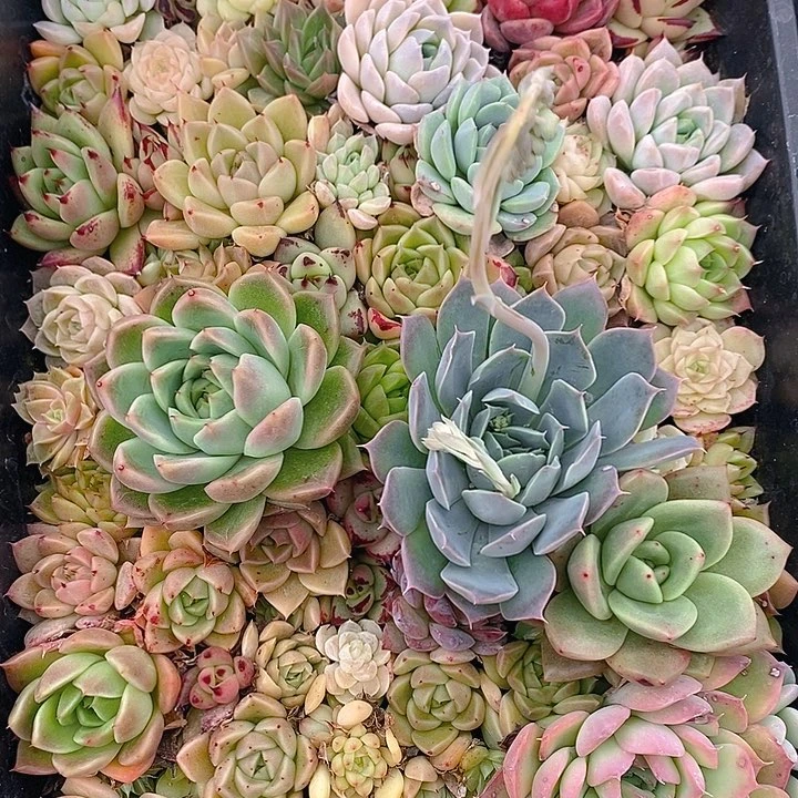 75 多肉植物盆栽花卉植物