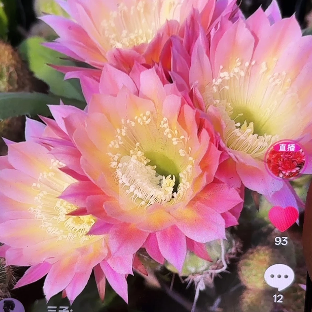 彩蝶歪歪侧牙20包邮35