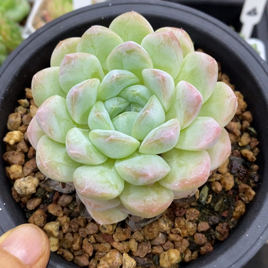 精品多肉一物一拍不包整87