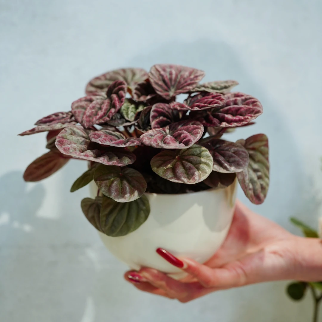 红宝石红美人皱叶椒草盆栽绿植物玉美人室内耐阴红叶植物新款花卉