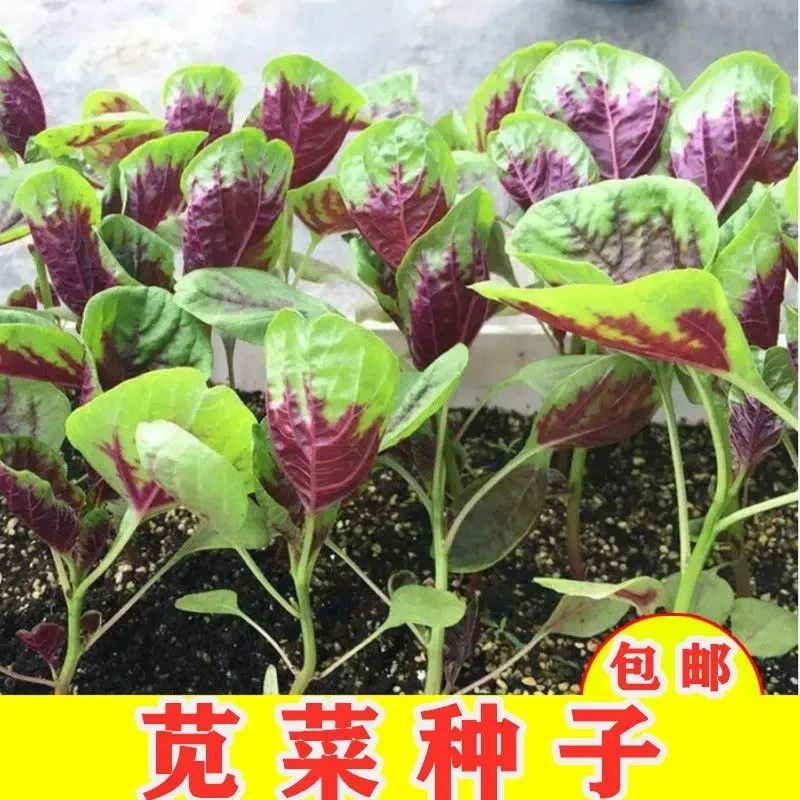 【新种籽】新种籽红苋菜种子汉菜籽四季蔬菜红圆叶苋菜柳叶苋菜