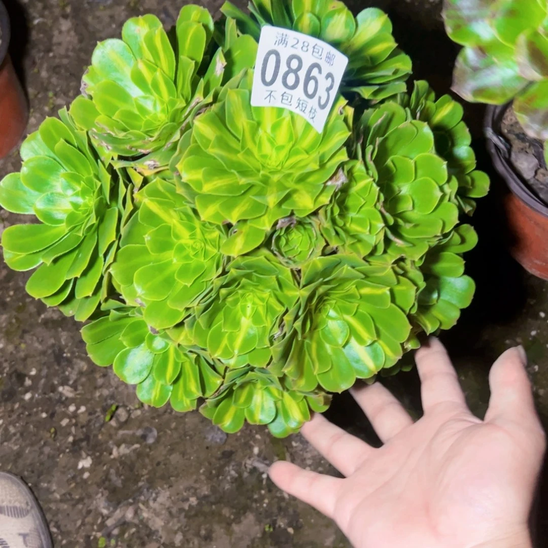 琉璃多肉植物法师0863