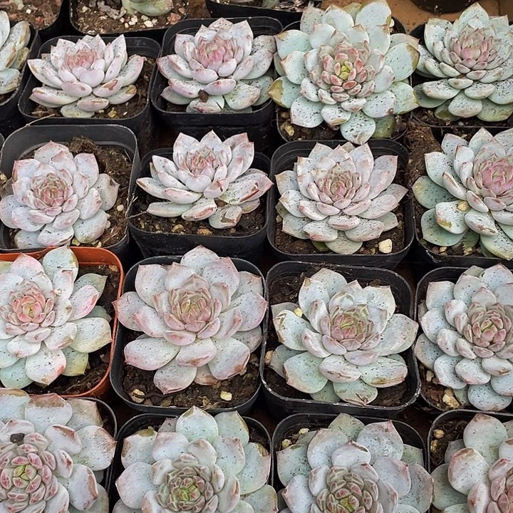玉芙蓉带盆土发货