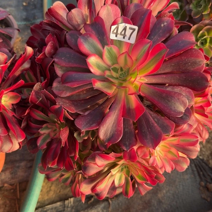 风***ঌ447号美杜莎法师植物