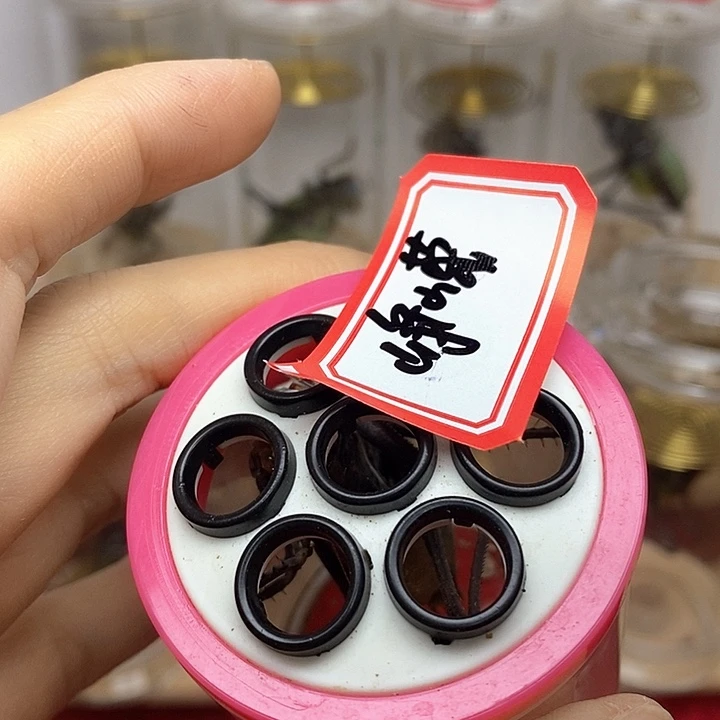蟋蟀两条新脱峥嵘岁月