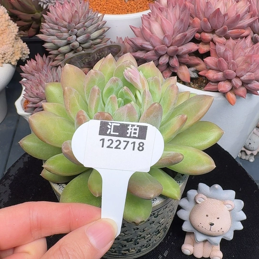 精品多肉植物122718