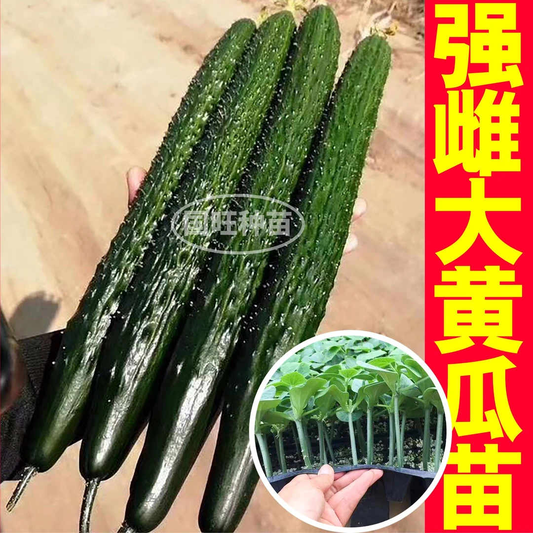 高产强雌带刺大黄瓜秧苗种子四季阳台盆栽带土旱大小水果黄瓜种籽
