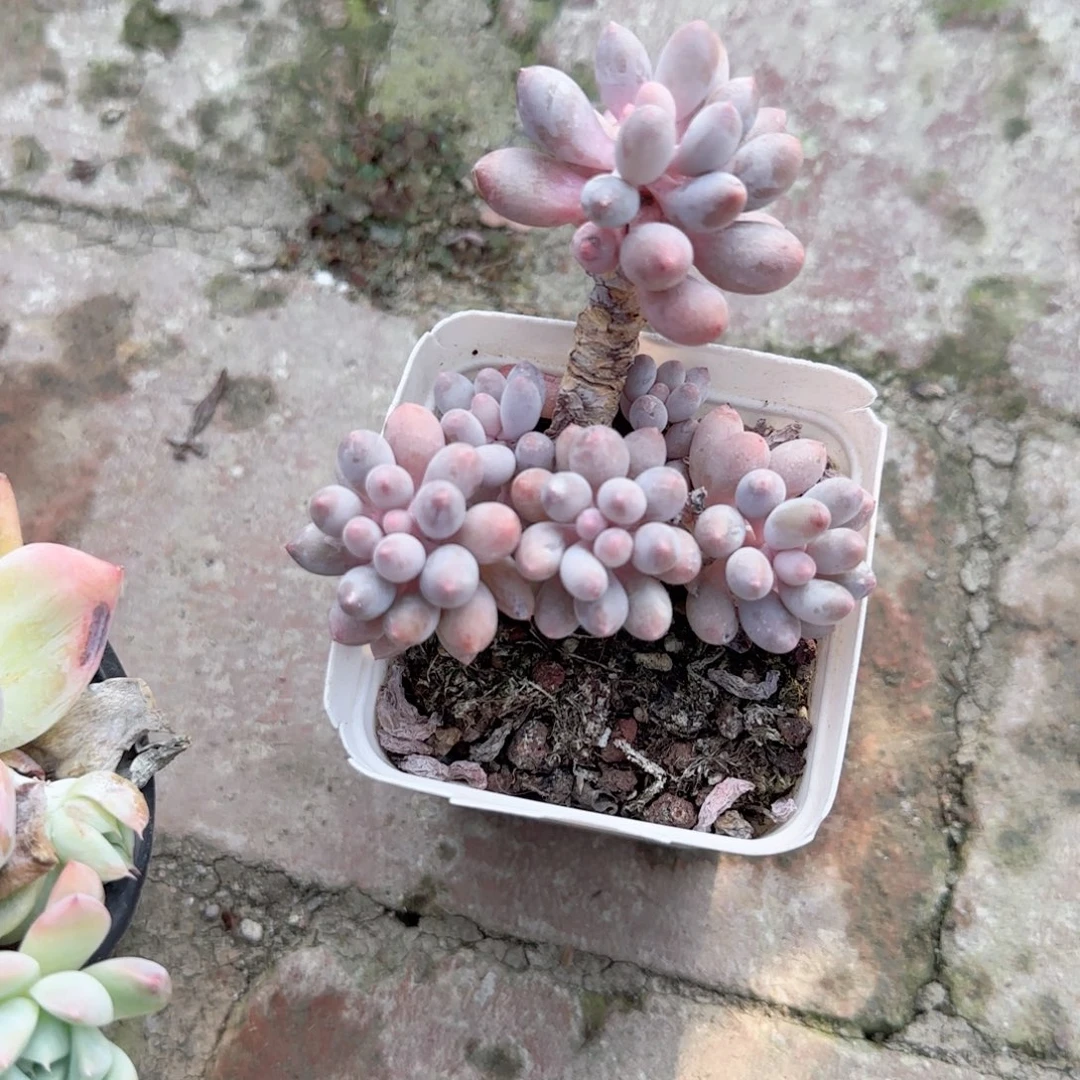 诸***顺无花朵白方婴儿手指