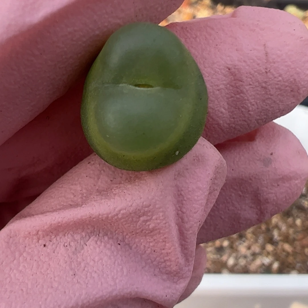 787 好看的多肉冲冲冲q