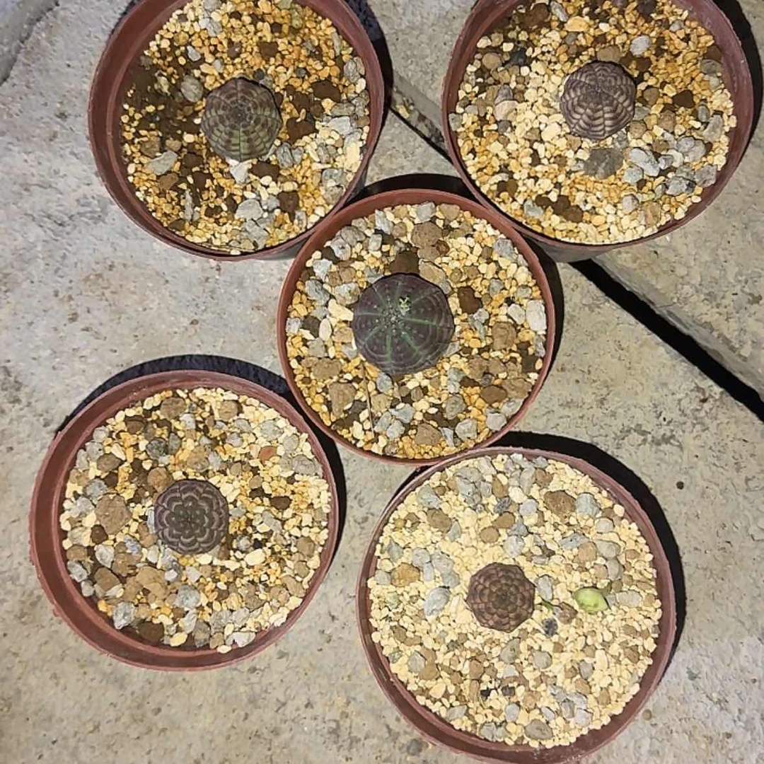 【闪购商品】M****n块根植物