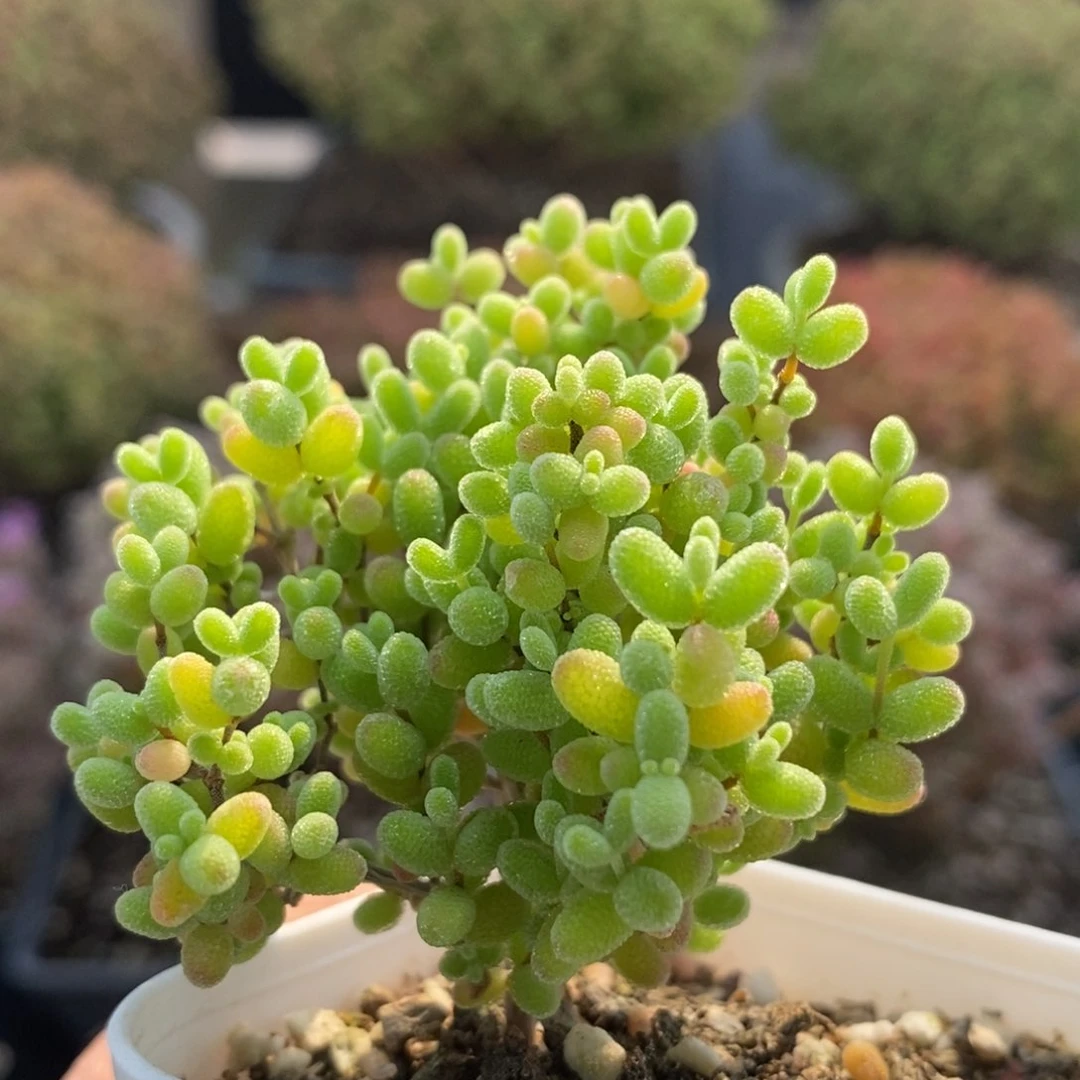 蜜橘糖球5798枝干番杏