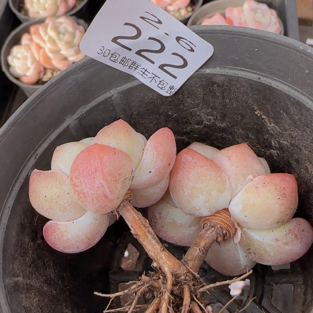 冰玉双头老桩一颗脱土