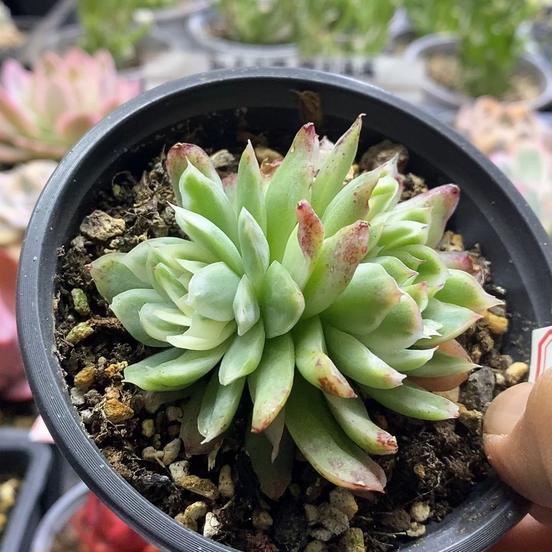 1951蝴蝶仙子锦双头多肉