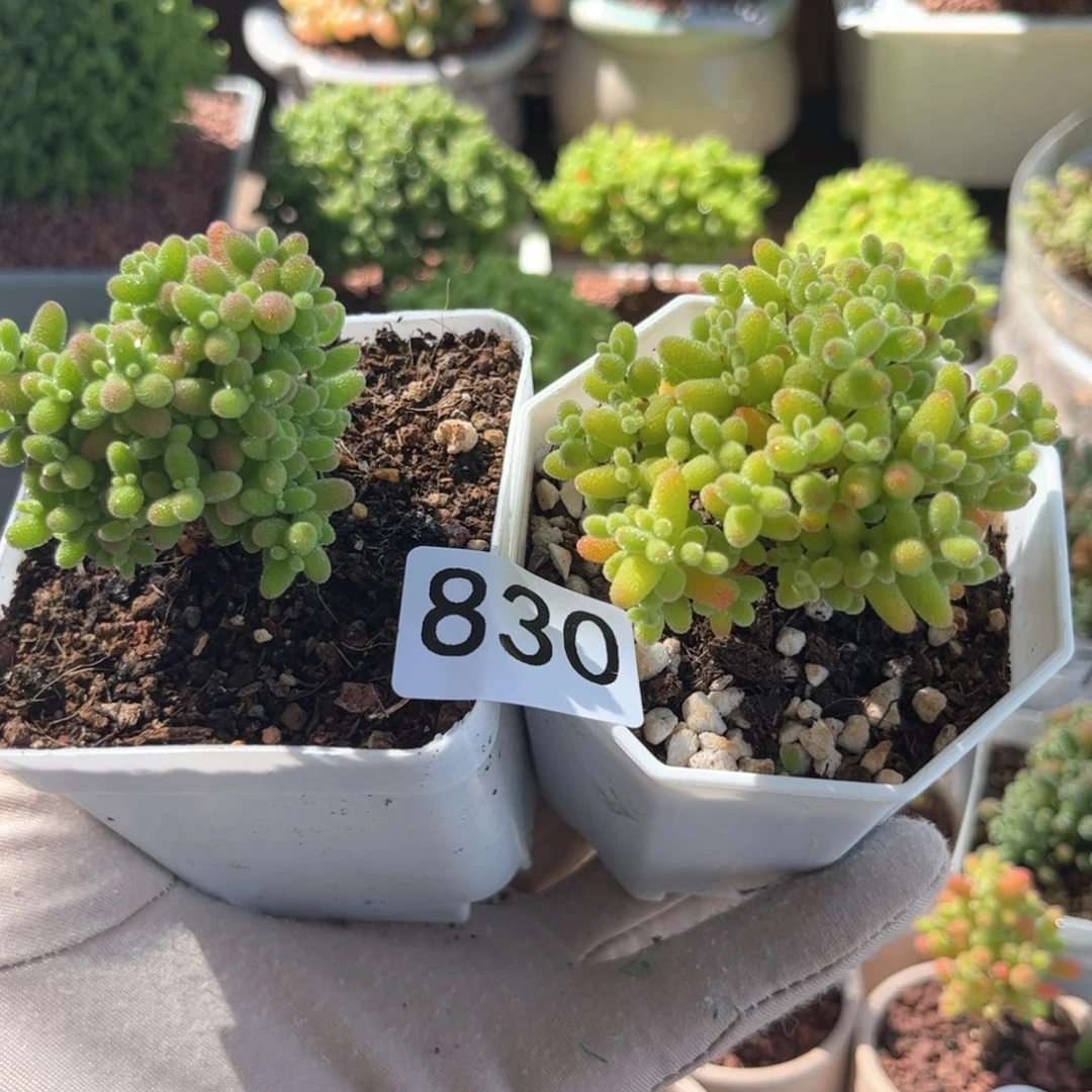 杨*胖830金桔带蜜桔可爱多肉植物