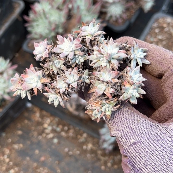 1524哈哈哈哈哈哈哈哈