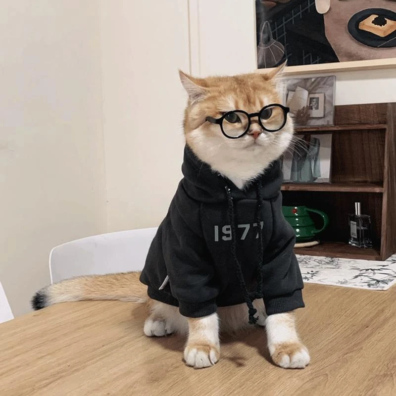 长毛金渐层银渐层专用小猫咪春秋连帽卫衣宠物衣服防掉毛卫衣公猫