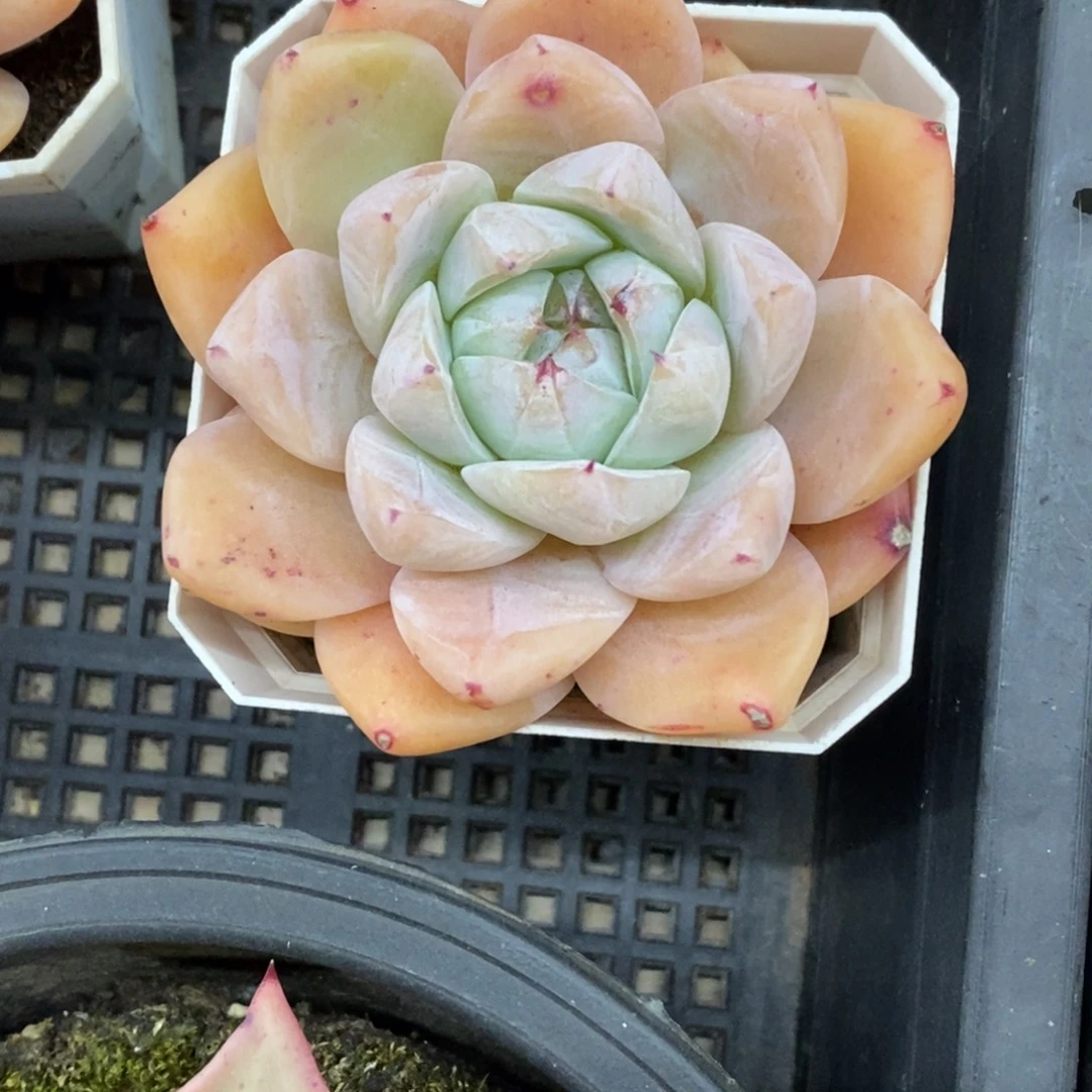 精品多肉一物一拍不包整97