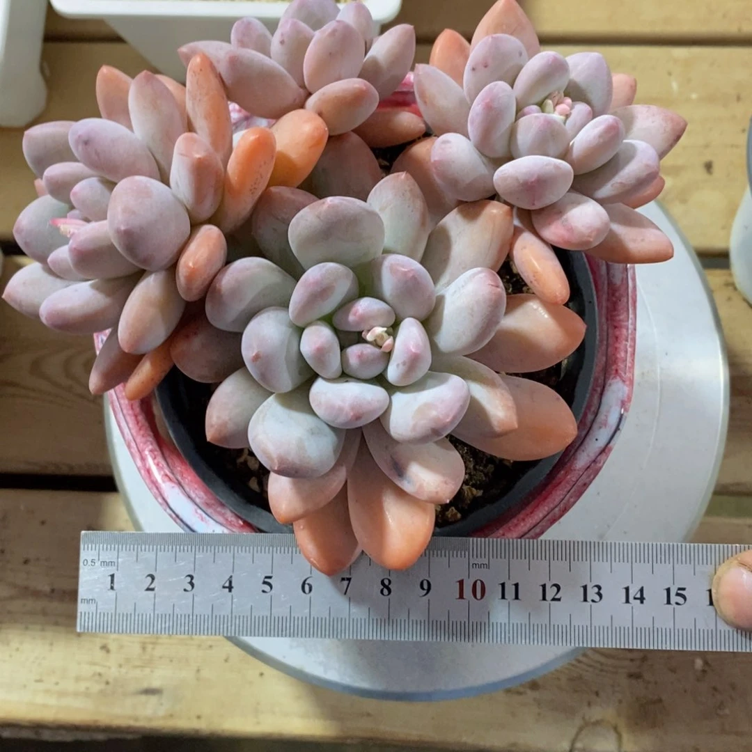 清鹏预祝女神节快乐，3月6号-36