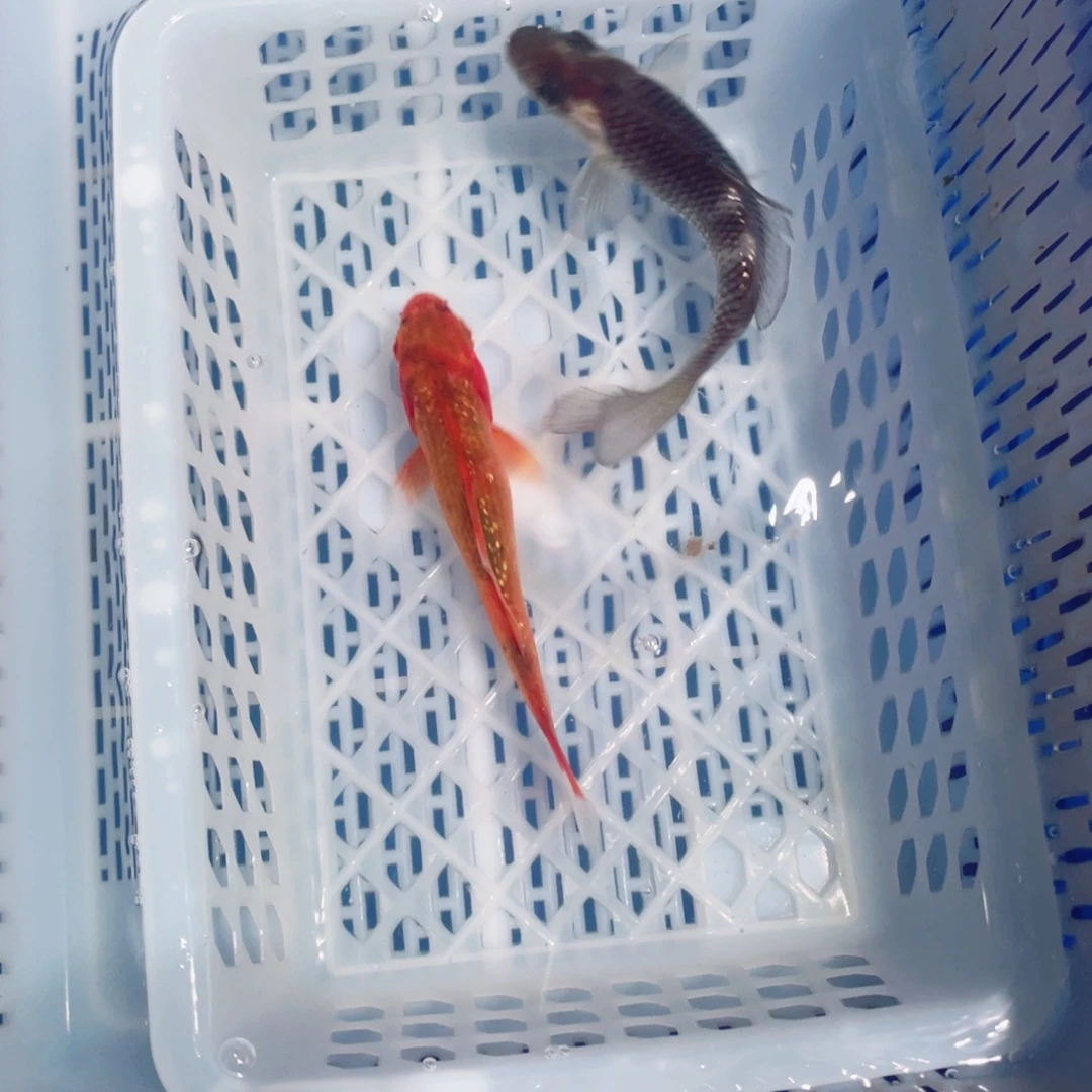 锦鲤锦鲤观赏鱼161888