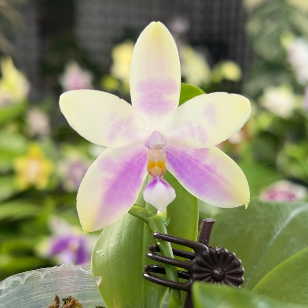 完全开放14号，68米