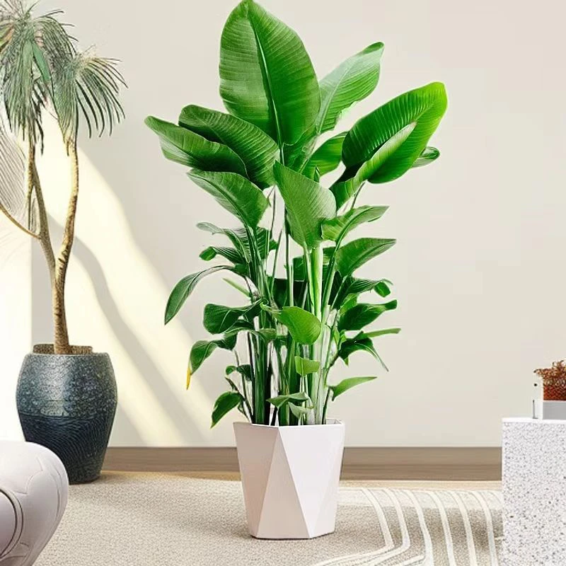 90-100四株天堂鸟鹤望兰绿植室内落地居家办公室网红好养送盆送肥
